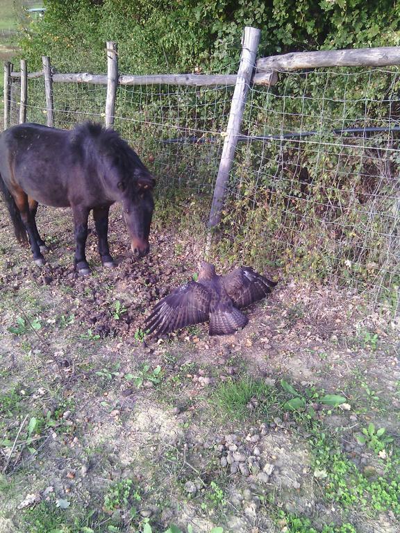 Agriturismo Artisti Del Cavallo Ареццо Экстерьер фото